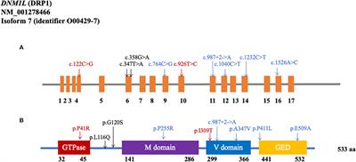 Evaluating the association between DNM1L variants and Parkinson's disease in the Chinese population